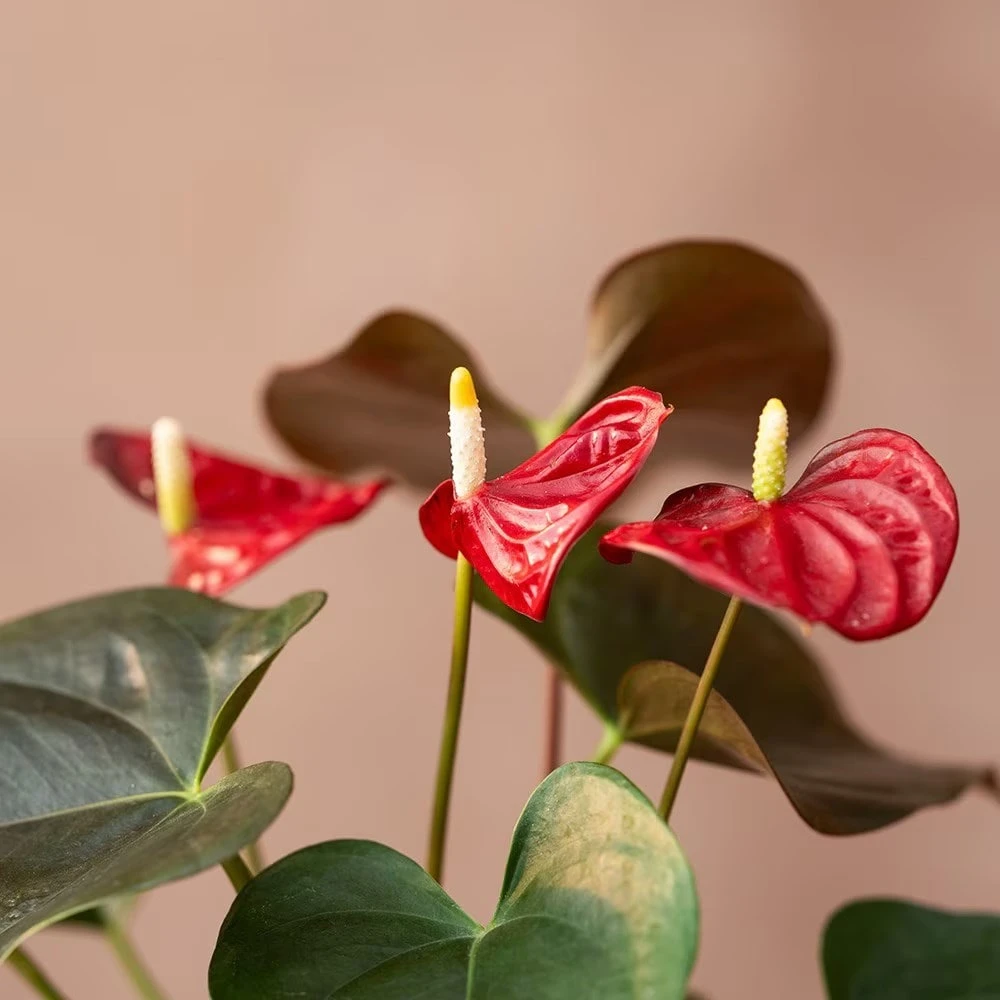 Anthurium Coral Champion ('Anthdotfan') (PBR) 2 Anthurium Coral Champion ('Anthdotfan') (PBR) - Image 2