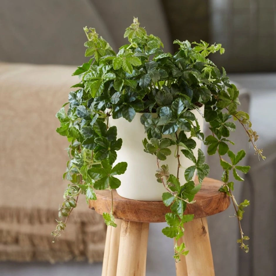 Cissus Striata 1 Cissus Striata