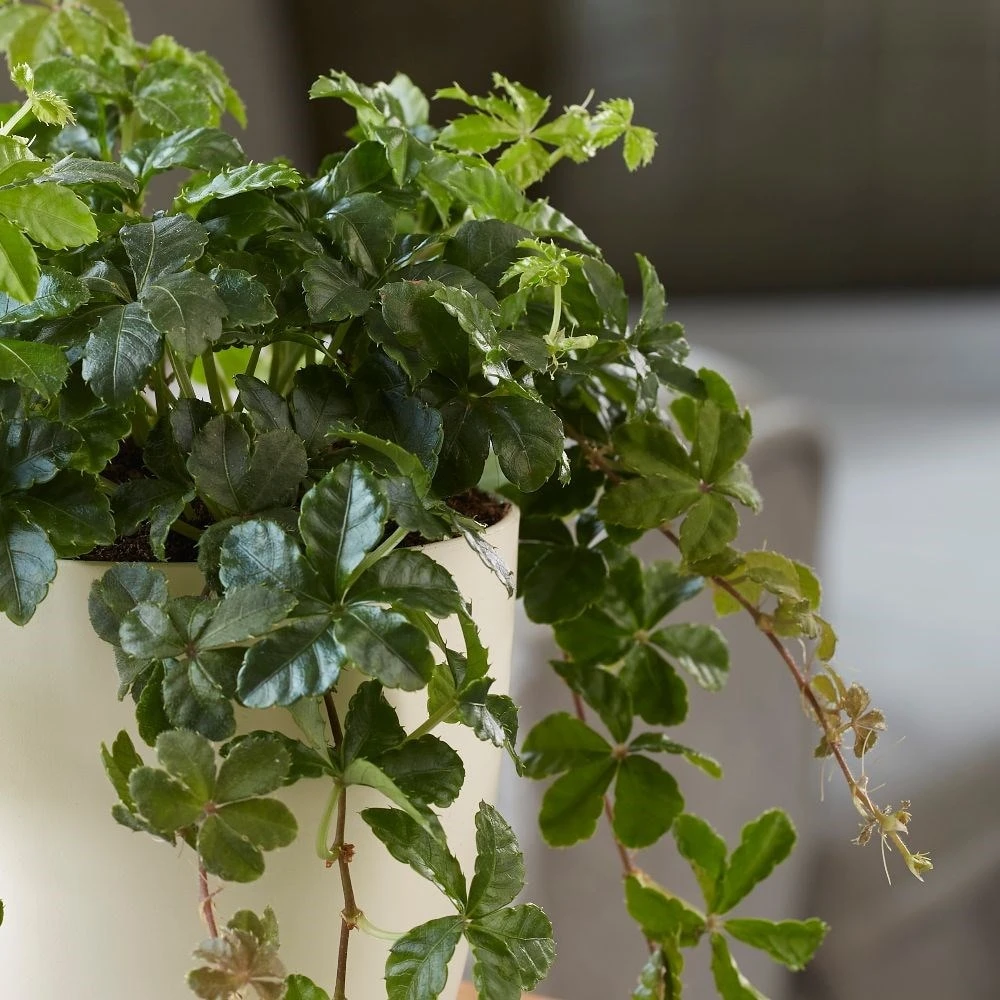 Cissus Striata 2 Cissus Striata - Image 2