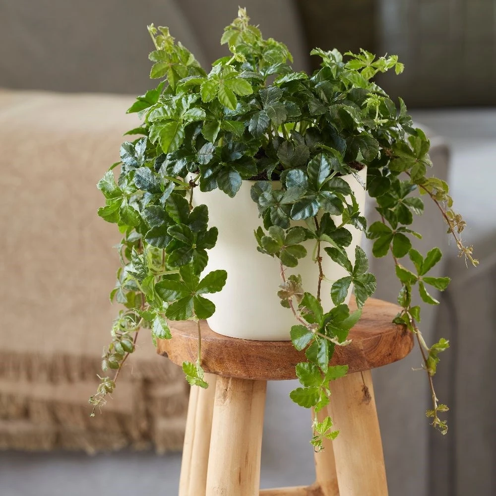 Cissus Striata 3 Cissus Striata - Image 3