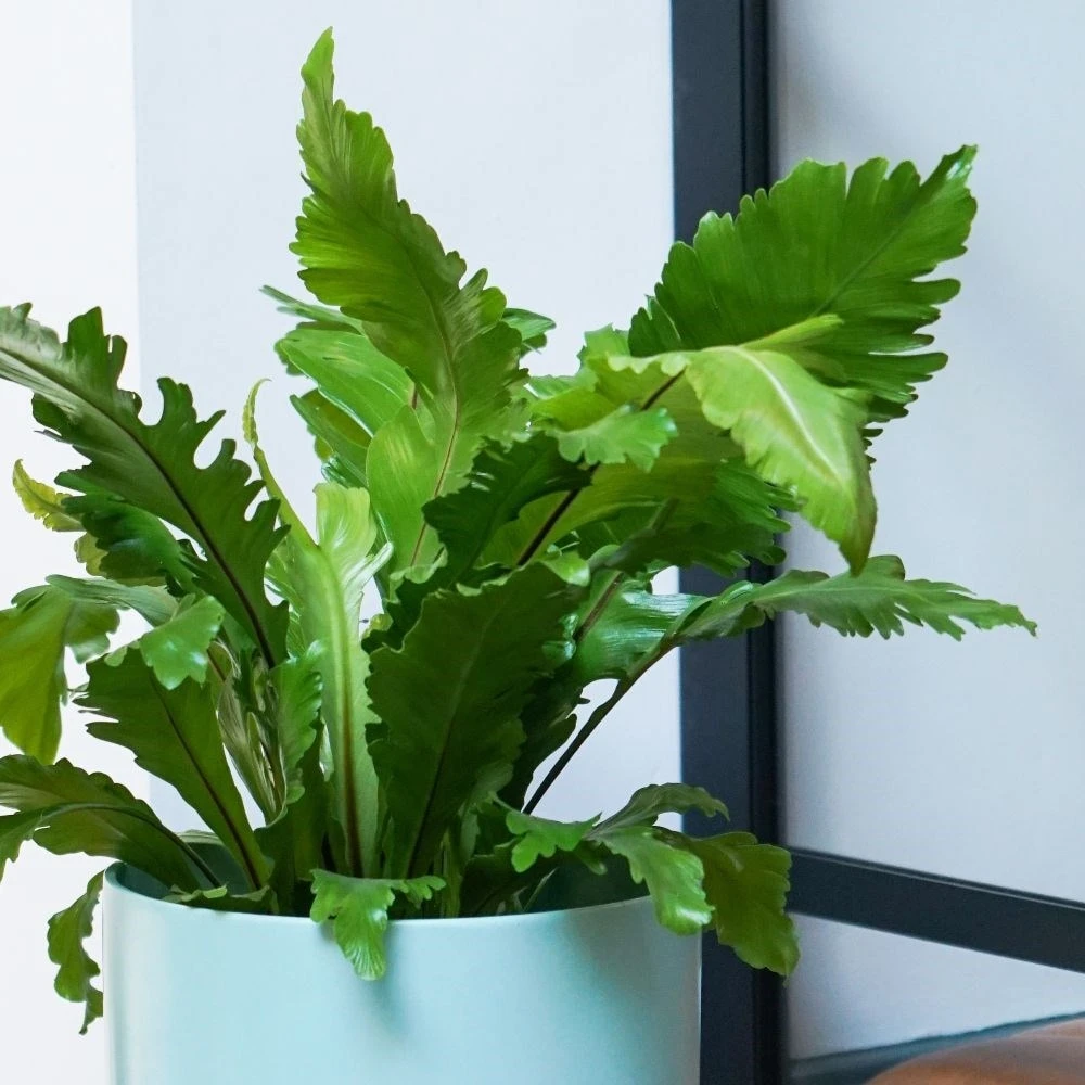 Asplenium Nidus 'Campio' (PBR) 2 Asplenium Nidus 'Campio' (PBR) - Image 2