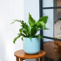 Asplenium Nidus 'Campio' (PBR) 5 Asplenium Nidus 'Campio' (PBR) -Pure Botanica pl2000034388 card3 lg