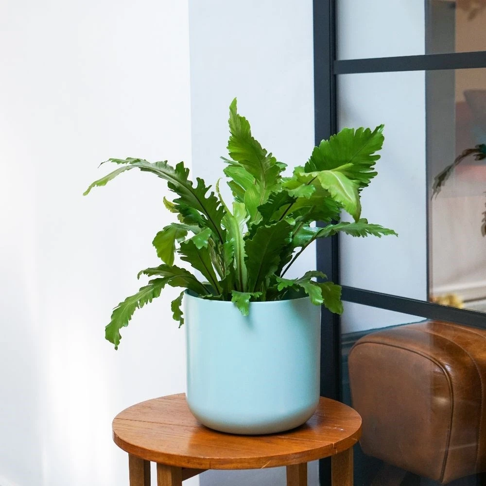 Asplenium Nidus 'Campio' (PBR) 3 Asplenium Nidus 'Campio' (PBR) - Image 3