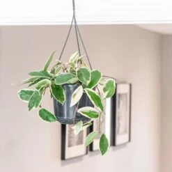 Hoya Carnosa 'Krimson Queen' -Pure Botanica pl2000034389 card3 lg