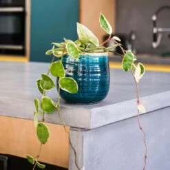 Hoya Carnosa 'Krimson Queen' -Pure Botanica pl2000034389 card4 lg