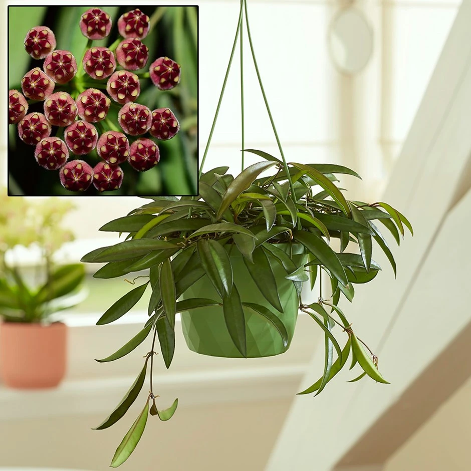 Hoya Wayetii 1 Hoya Wayetii