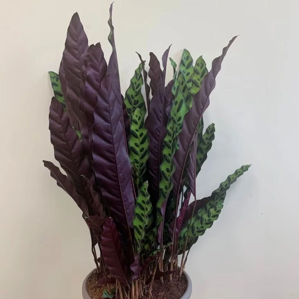 Goeppertia Lancifolia 2 Goeppertia Lancifolia - Image 2