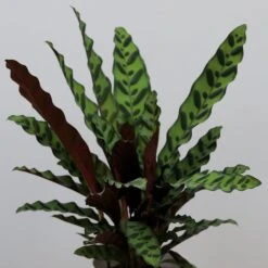 Goeppertia Lancifolia 7 Goeppertia Lancifolia -Pure Botanica pl2000034393 card3 lg