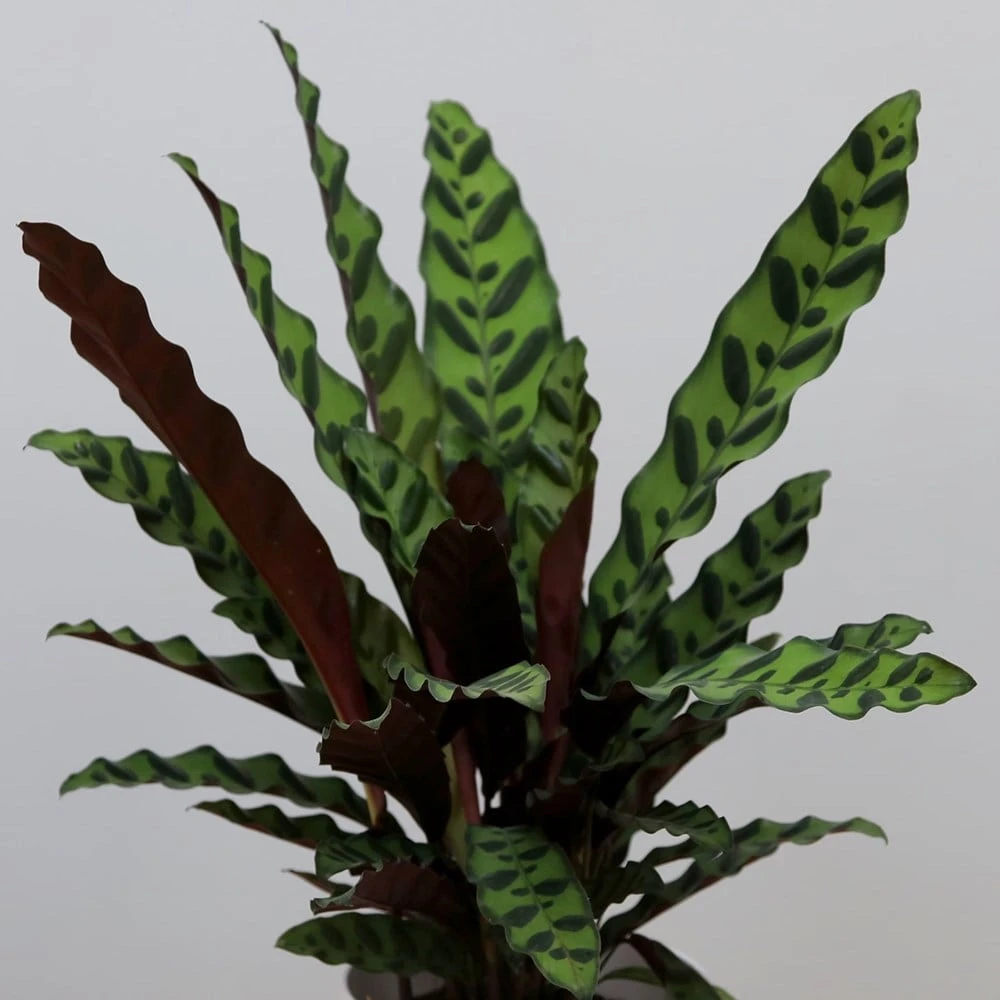 Goeppertia Lancifolia 3 Goeppertia Lancifolia - Image 3