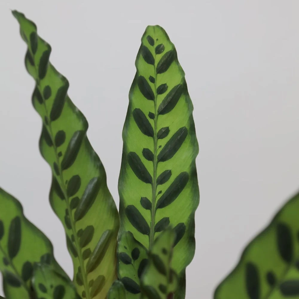 Goeppertia Lancifolia 4 Goeppertia Lancifolia - Image 4