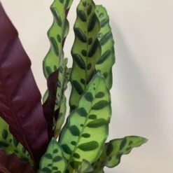 Goeppertia Lancifolia 9 Goeppertia Lancifolia -Pure Botanica pl2000034393 card5 lg