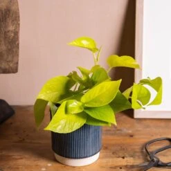 Epipremnum Pinnatum 'Golden Pothos' -Pure Botanica pl2000034398 card3 lg