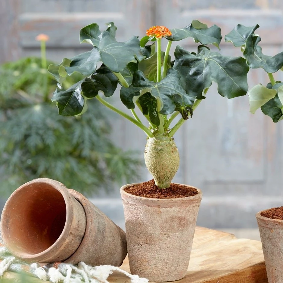 Jatropha Podagrica 1 Jatropha Podagrica