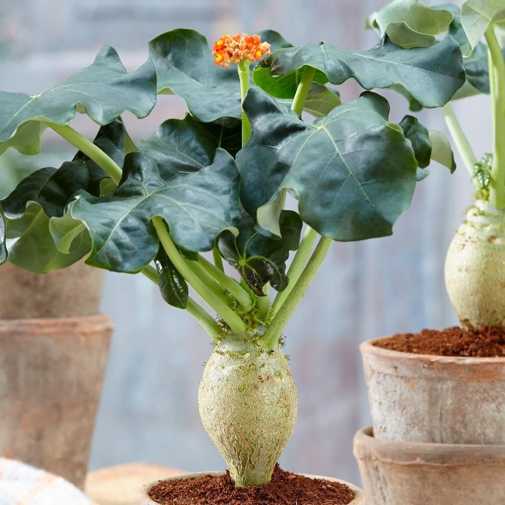 Jatropha Podagrica 2 Jatropha Podagrica - Image 2