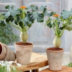 Jatropha Podagrica 8 Jatropha Podagrica -Pure Botanica pl2000034415 card3 lg