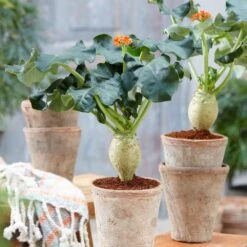 Jatropha Podagrica 9 Jatropha Podagrica -Pure Botanica pl2000034415 card4 lg