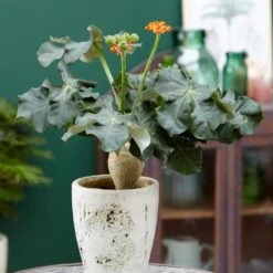 Jatropha Podagrica 10 Jatropha Podagrica -Pure Botanica pl2000034415 card5 lg