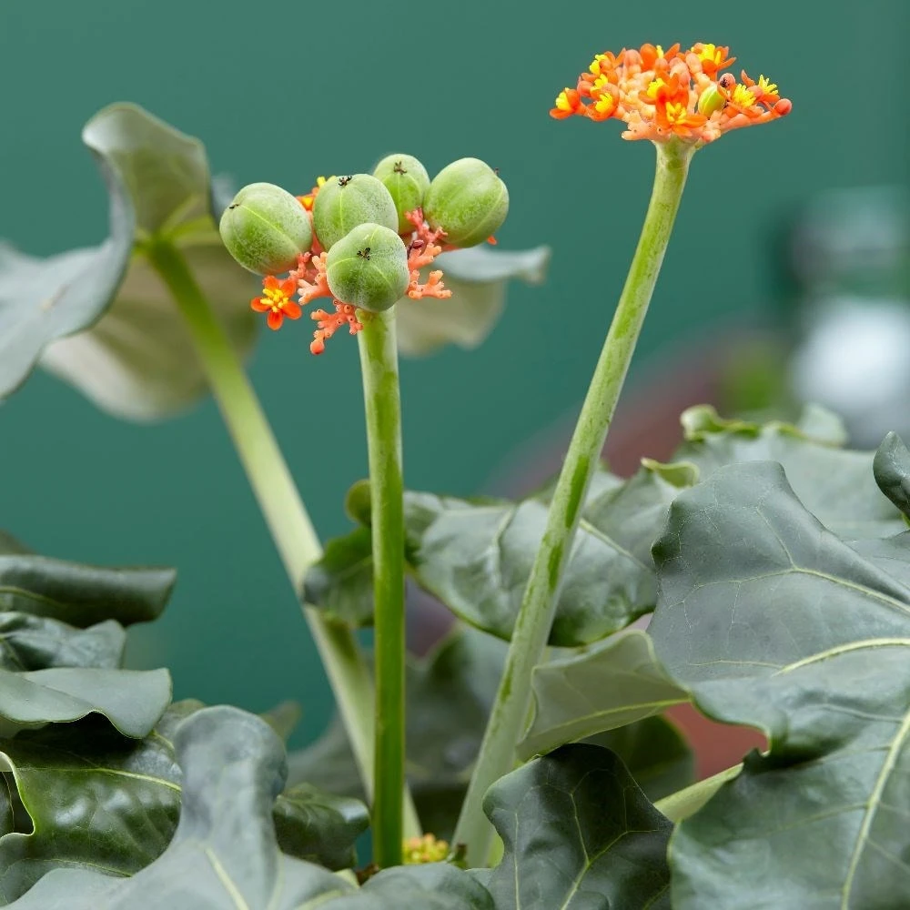 Jatropha Podagrica 6 Jatropha Podagrica - Image 6