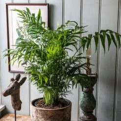 Chamaedorea Elegans -Pure Botanica pl2000034445 card3 lg