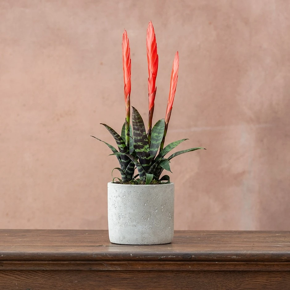 Vriesea 'Era' (PBR) 1 Vriesea 'Era' (PBR)