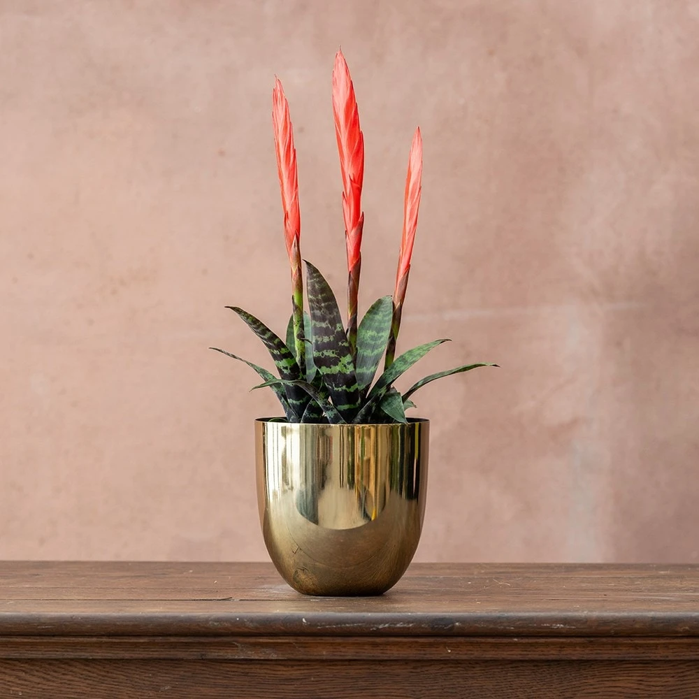 Vriesea 'Era' (PBR) 2 Vriesea 'Era' (PBR) - Image 2