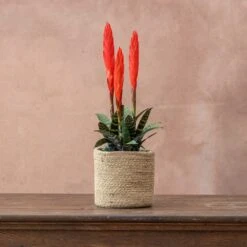 Vriesea 'Era' (PBR) 5 Vriesea 'Era' (PBR) -Pure Botanica pl2000034449 card3 lg