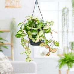 Hoya Carnosa 'Tricolor' 5 Hoya Carnosa 'Tricolor' -Pure Botanica pl2000034468 card3 lg