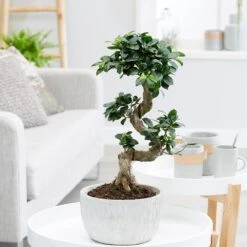 Ficus Microcarpa 'Ginseng' In Bowl Pot 5 Ficus Microcarpa 'Ginseng' In Bowl Pot -Pure Botanica pl2000034470 card3 lg