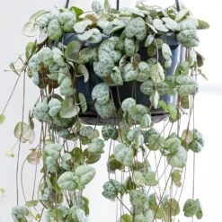 Ceropegia Linearis Subsp. Woodii -Pure Botanica pl2000034471 card4 lg