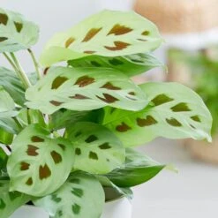 Maranta Leuconeura -Pure Botanica pl2000034472 card3 lg