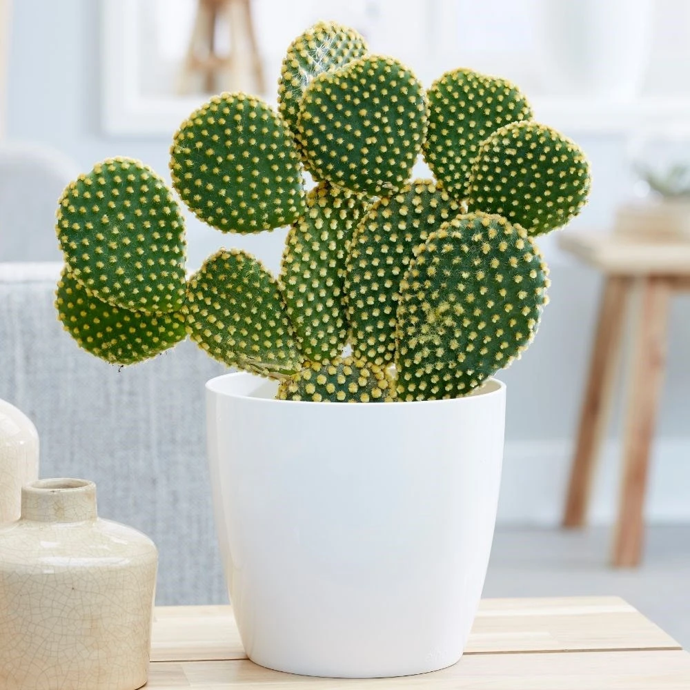 Opuntia Microdasys 2 Opuntia Microdasys - Image 2