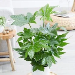 Fatsia Japonica