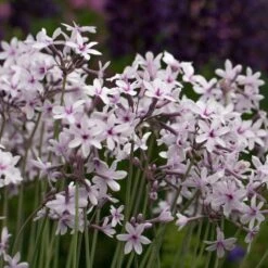 Tulbaghia 'Purple Eye' -Pure Botanica pl2000034543 card3 lg