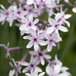 Tulbaghia 'Purple Eye' -Pure Botanica pl2000034543 card4 lg