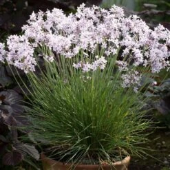 Tulbaghia 'Purple Eye' -Pure Botanica pl2000034543 card5 lg