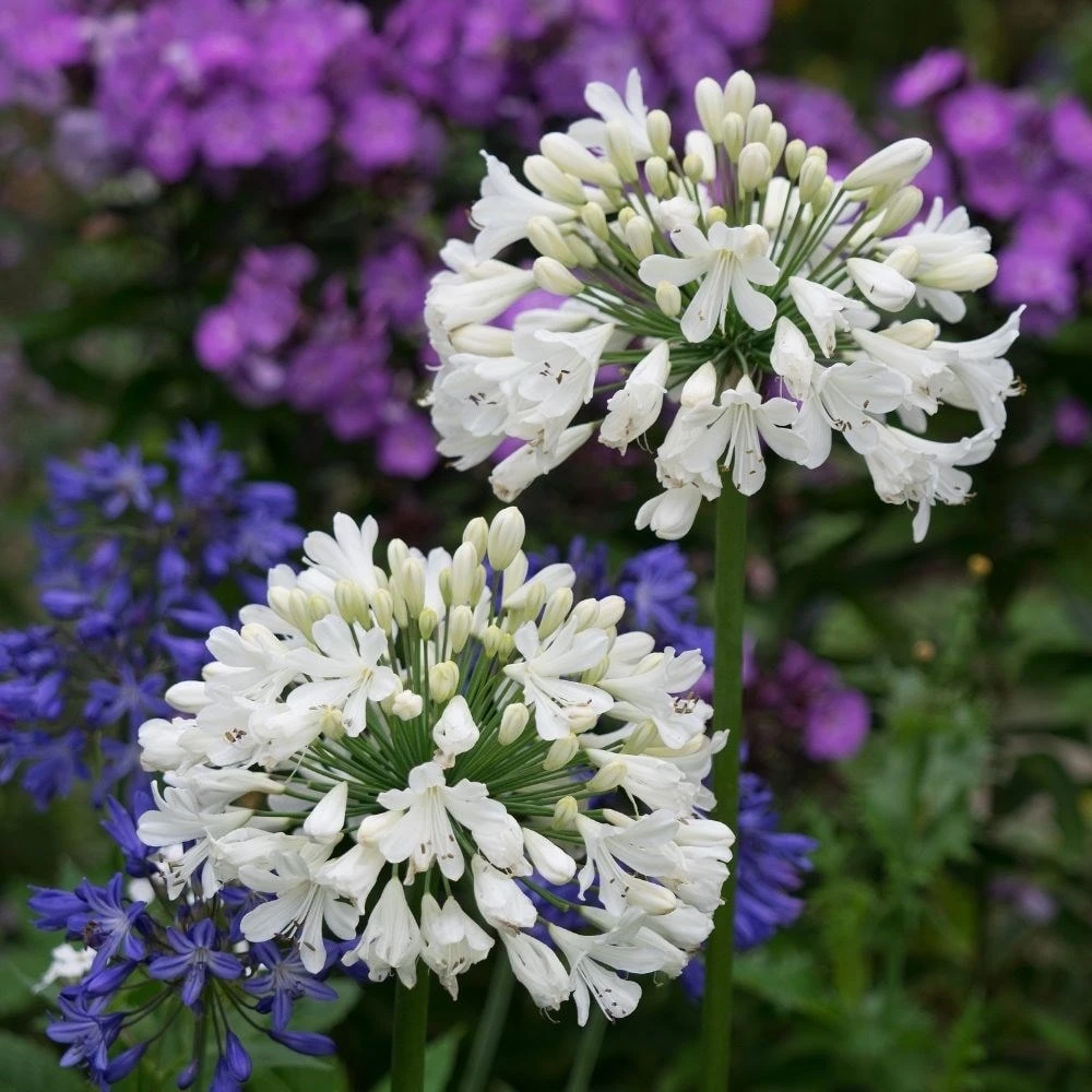 Agapanthus 'Snow Crystal' 2 Agapanthus 'Snow Crystal' - Image 2