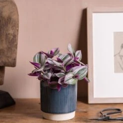 Tradescantia Albiflora 'Nanouk' (PBR) -Pure Botanica pl2000035787 card3 lg