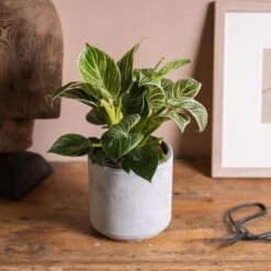 Philodendron 'Birkin' -Pure Botanica pl2000035827 card3 lg