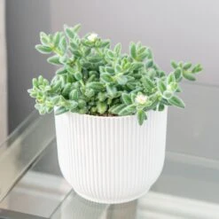 Delosperma Echinatum 5 Delosperma Echinatum -Pure Botanica pl2000035839 card3 lg