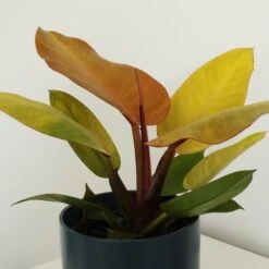 Philodendron 'Prince Of Orange' -Pure Botanica pl2000035844 card3 lg