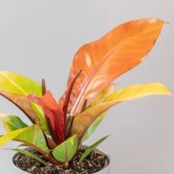 Philodendron 'Prince Of Orange' -Pure Botanica pl2000035844 card4 lg