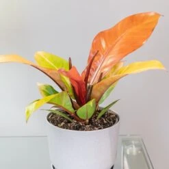 Philodendron 'Prince Of Orange' -Pure Botanica pl2000035844 card5 lg
