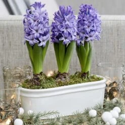 Scented Blue Hyacinths In A Ceramic Bowl 5 Scented Blue Hyacinths In A Ceramic Bowl -Pure Botanica pl2000035859 card3 lg
