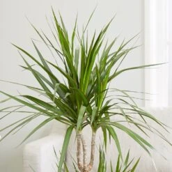 Dracaena Marginata -Pure Botanica pl2000035885 card3 lg