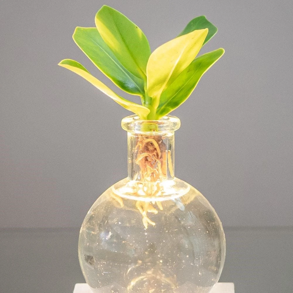 Hydroponic Clusia Rosea 'Princess' (PBR) And LED Light 2 Hydroponic Clusia Rosea 'Princess' (PBR) And LED Light - Image 2