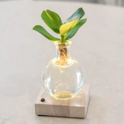 Hydroponic Clusia Rosea 'Princess' (PBR) And LED Light 7 Hydroponic Clusia Rosea 'Princess' (PBR) And LED Light -Pure Botanica pl2000035890 card3 lg