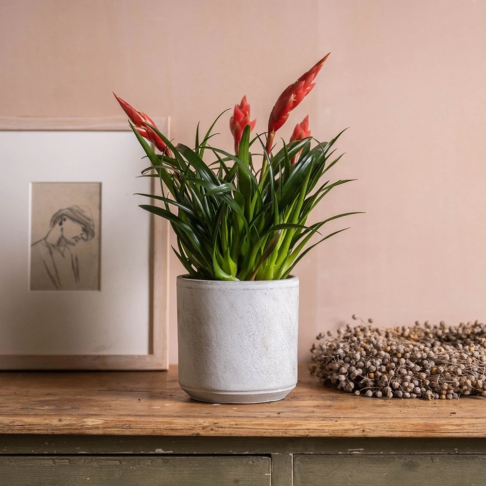 Vriesea 'Astrid' 3 Vriesea 'Astrid' - Image 3