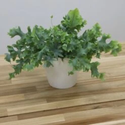 Phlebodium Aureum Davana ('Raadphle01') -Pure Botanica pl2000035912 card3 lg