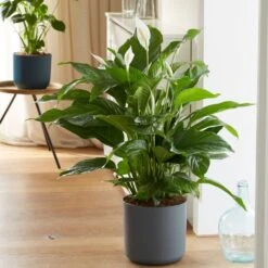 Spathiphyllum 'Sweet Lauretta' (PBR) -Pure Botanica pl2000035913 card3 lg