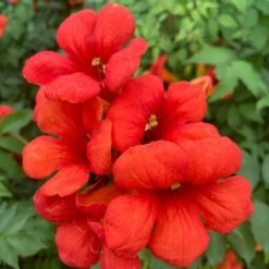 Campsis × Tagliabuana Summer Jazz Fire Trumpet ('Takarazuka Fresa') (Summer Jazz Series) (PBR)
